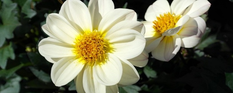 2023属兔正月出生运势 对于感情一定要慎重