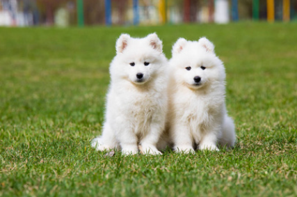 092f2bbb1d959273e3d597a67ff5825d