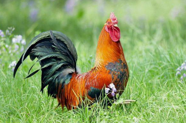 1fa7575bfcd900f95a408ecd2863ff4e