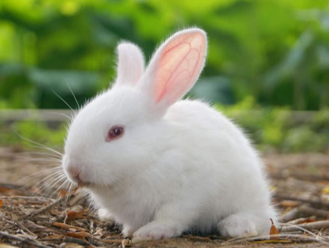 d8b2206c4a3baa89280a11179bb4e02b