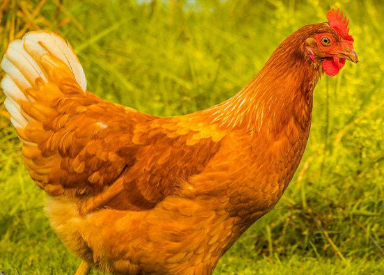 9770a2684c8567940bbb32c5376b4d31