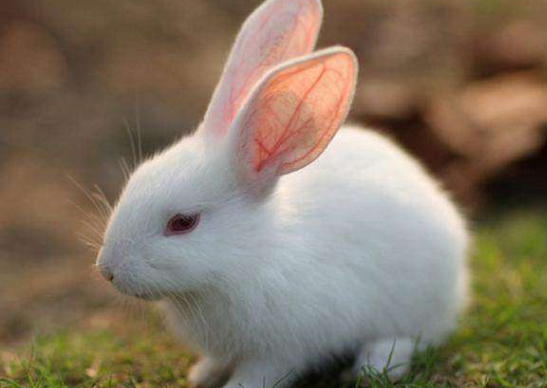 ab8747391bcf95a8a898b12c2cdd6951