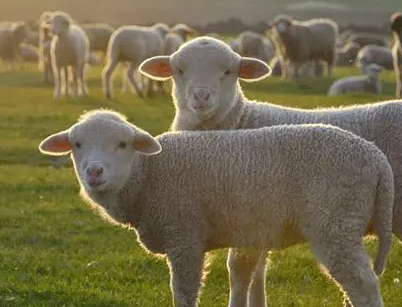 13fc220fd21dacb167a5766d7813e51d 13fc220fd21dacb167a5766d7813e51d