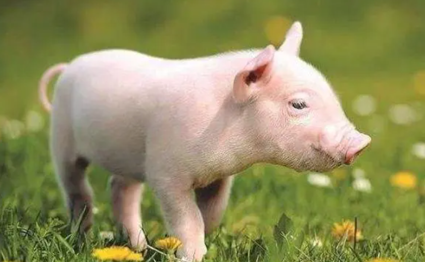 1dd71d07f654efe97c661da9343ca1dd