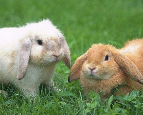 29dd72a55d58d048649de9d400704b4a 29dd72a55d58d048649de9d400704b4a