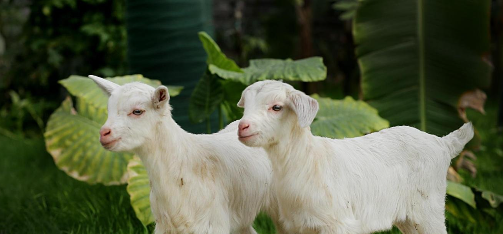 406960dc2418c1b10de5f237b588b31a