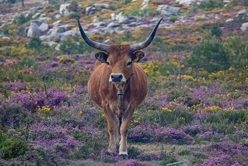 8b2dc8a815591650c5e94a80fb7753d0