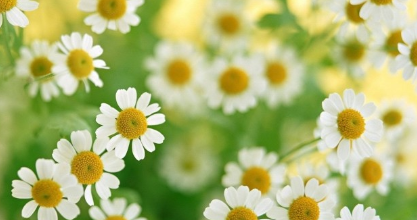 917382a2843c3c958a014dab3e0a9396