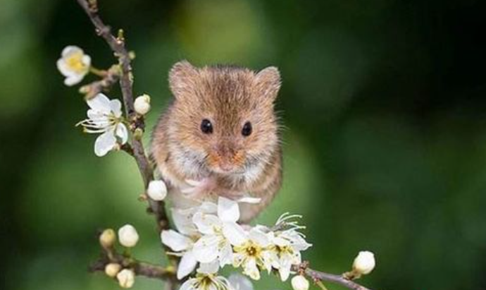 0dfd43c9c458d62f2885609232042b1a