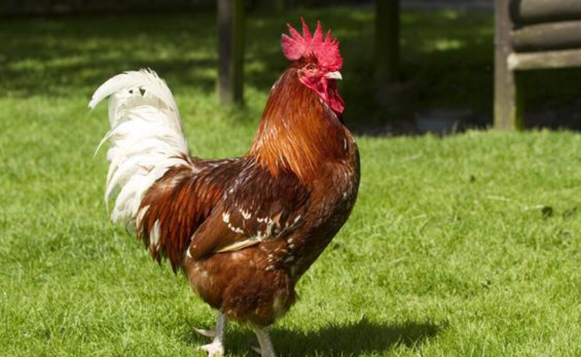 11a911dfea03c4aa834d6d6eb5254985