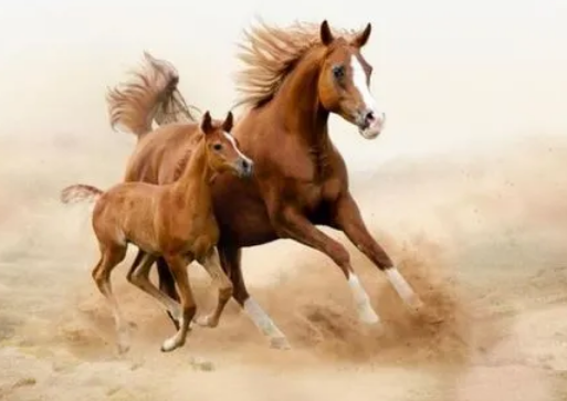 34a67a755b69c783f9ea2efc822d6474