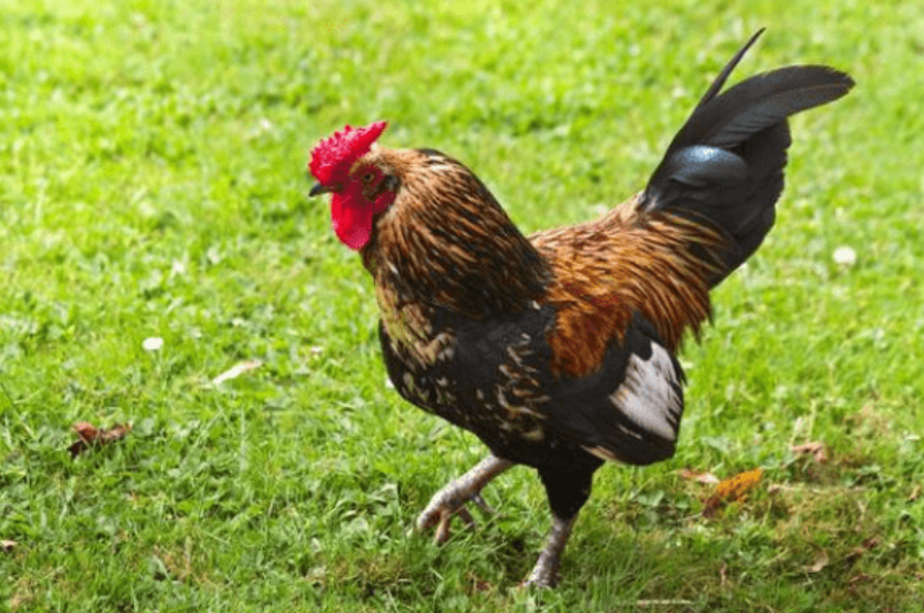 3fc77af04615dba5ac9da416e5cf42d0