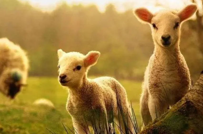 43ce35b26eae69d2b1f0dd4b4cd12ac0