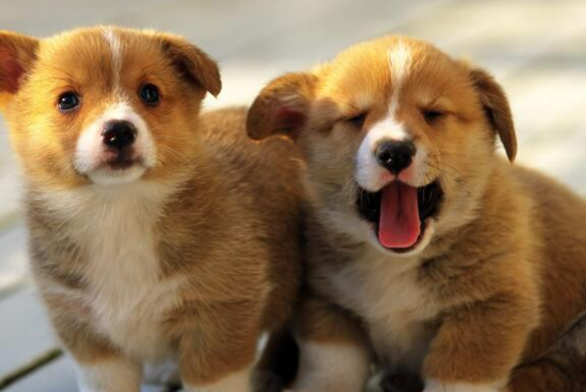 4dc64eb8880ff30d16029d73e04181a5