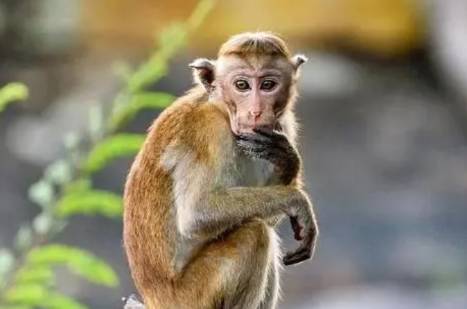 75242348ede7145c71d628e4b7dfbaa9