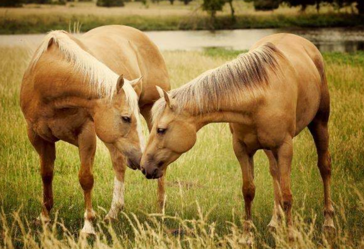 9158d4cd17794f2204d1247b9fad7915