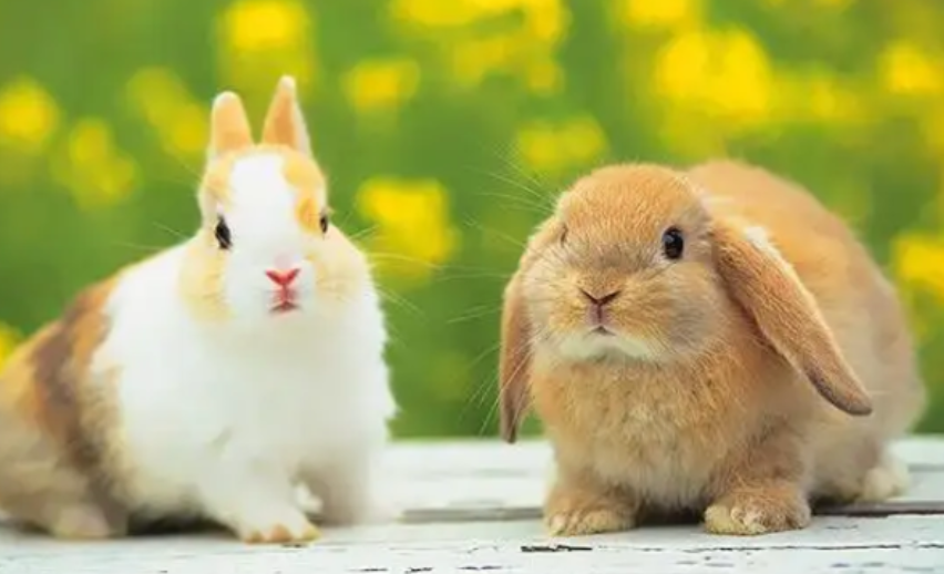 eb22e768b8743ceffbf726c8528d8663