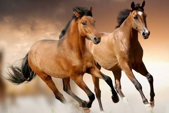 f1ddedd43d07ba8da8cf61112804ac70 f1ddedd43d07ba8da8cf61112804ac70