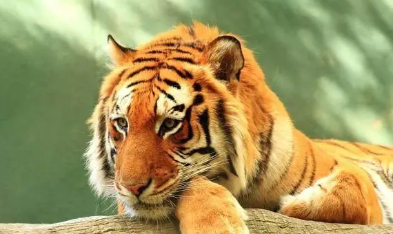 0e0be05dcfb7ac1ceed7f19f73422a8c