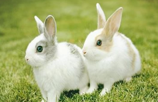 11b1dcbd264c7a854802e0d2ade6ba3b