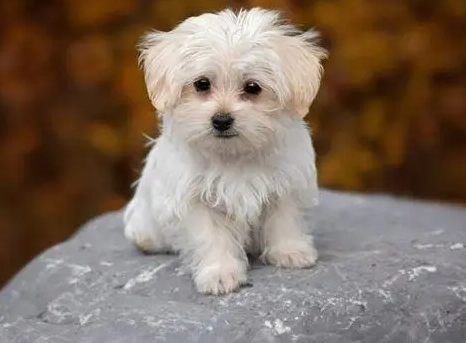 2dc5321f6091de17d03b2be72f64cdf7