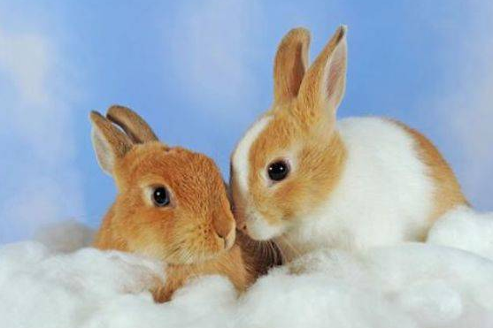 495ac48cc04481224b5a6c81ffc6e84b