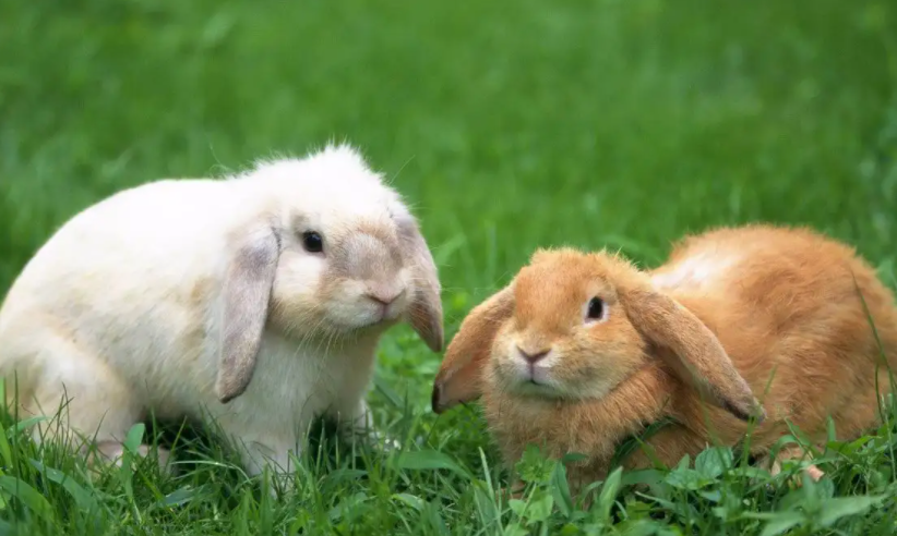 502f1534535c944dea96dd649922c4d7