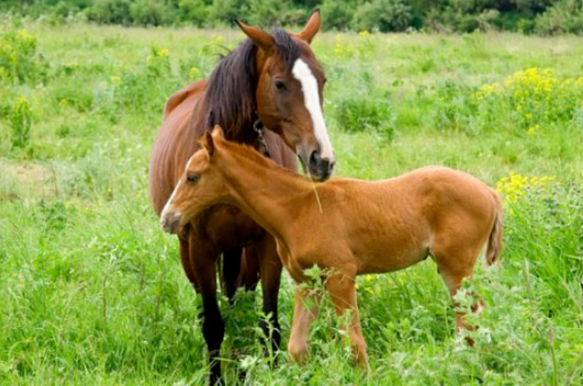 87c21e8f341b0b3fce32cf4d75b46eca