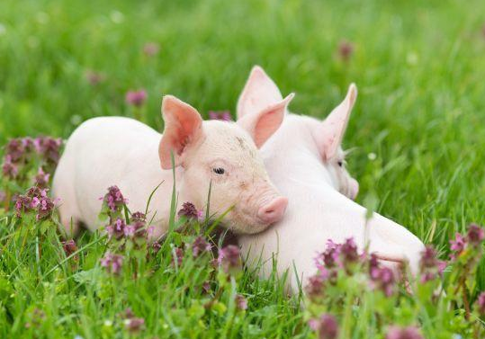 8c3a9bac3baf1028bea1e364776f1639