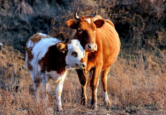 978a0df019f608b39577e206b4260fd4