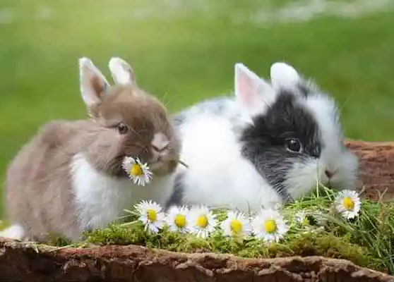 bdd62966b18614e1c626a963000636e9