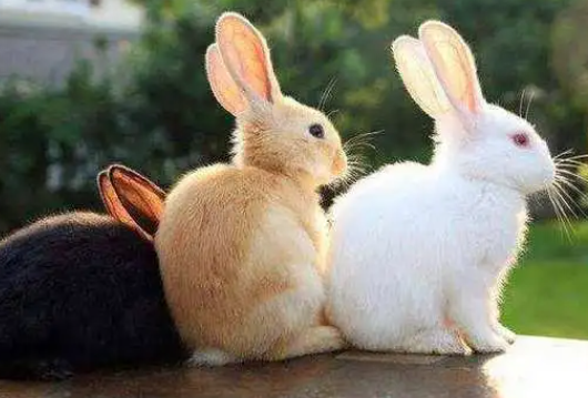 40cfd9c3ad23b512d4fa57d462590bed