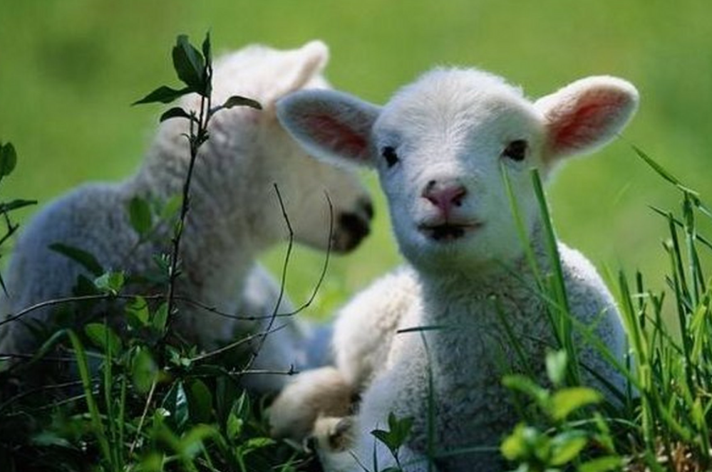 4cd719d18f312f180840d99832fdda6e 4cd719d18f312f180840d99832fdda6e