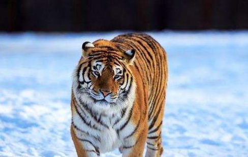 aa03556b6125ffbfc9154705e3be7ab2