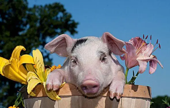 22779b6e250625f8ae9b888aab911d52