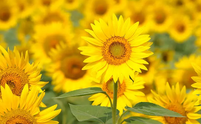 b0662c7e70a94e85cfb1bbcc22882fb0 b0662c7e70a94e85cfb1bbcc22882fb0