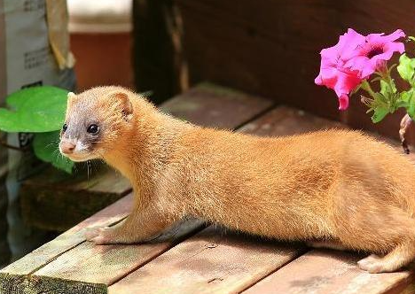 46c76c6298a623ccea09bfe0bac8416c